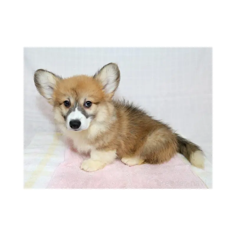 販売中の兵庫県のウェルシュコーギーペンブローク-454736の4枚目