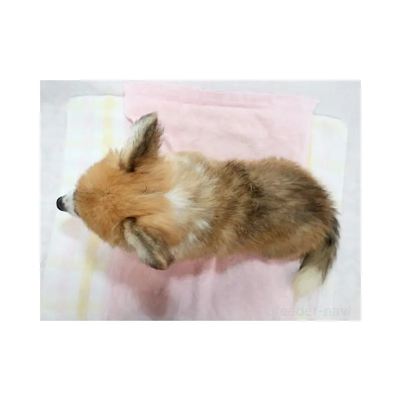 販売中の兵庫県のウェルシュコーギーペンブローク-454736の2枚目