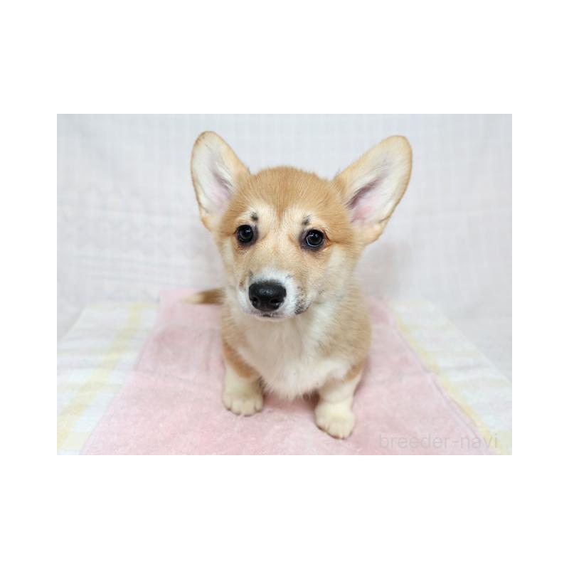 販売中の兵庫県のウェルシュコーギーペンブローク-454737