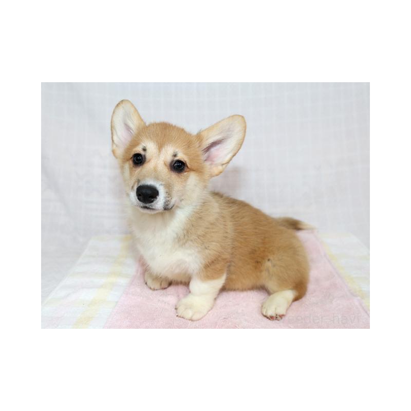 販売中の兵庫県のウェルシュコーギーペンブローク-454737の6枚目