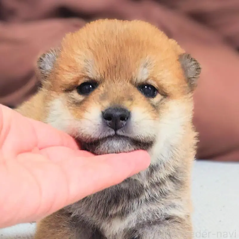 販売中の大阪府の柴犬-454740