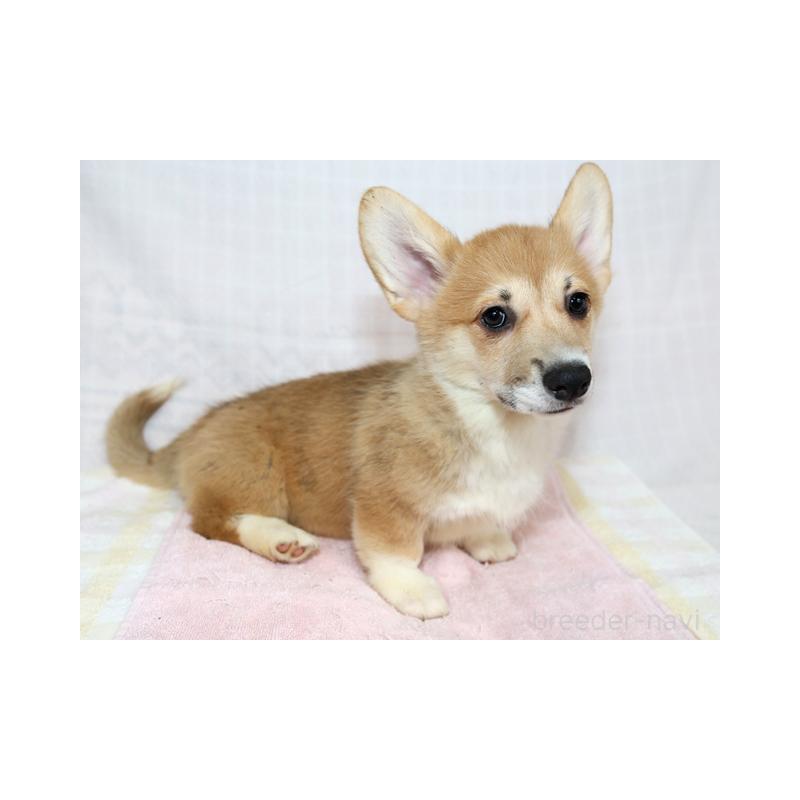 販売中の兵庫県のウェルシュコーギーペンブローク-454737の5枚目