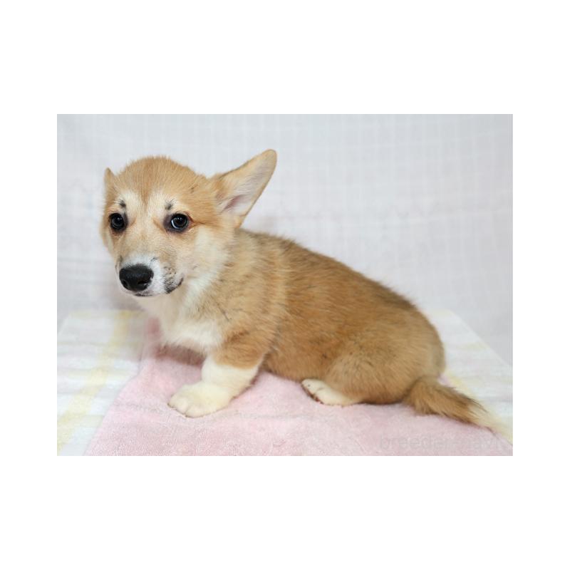 販売中の兵庫県のウェルシュコーギーペンブローク-454737の4枚目