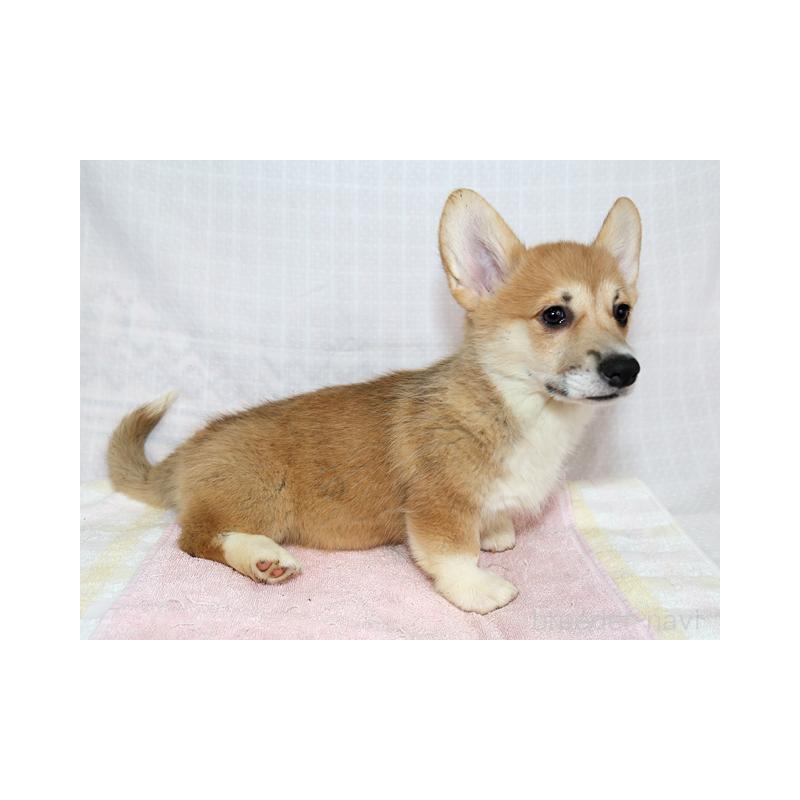 販売中の兵庫県のウェルシュコーギーペンブローク-454737の3枚目