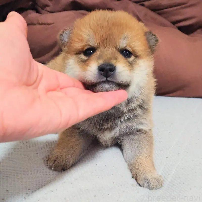 販売中の大阪府の柴犬-454740の15枚目