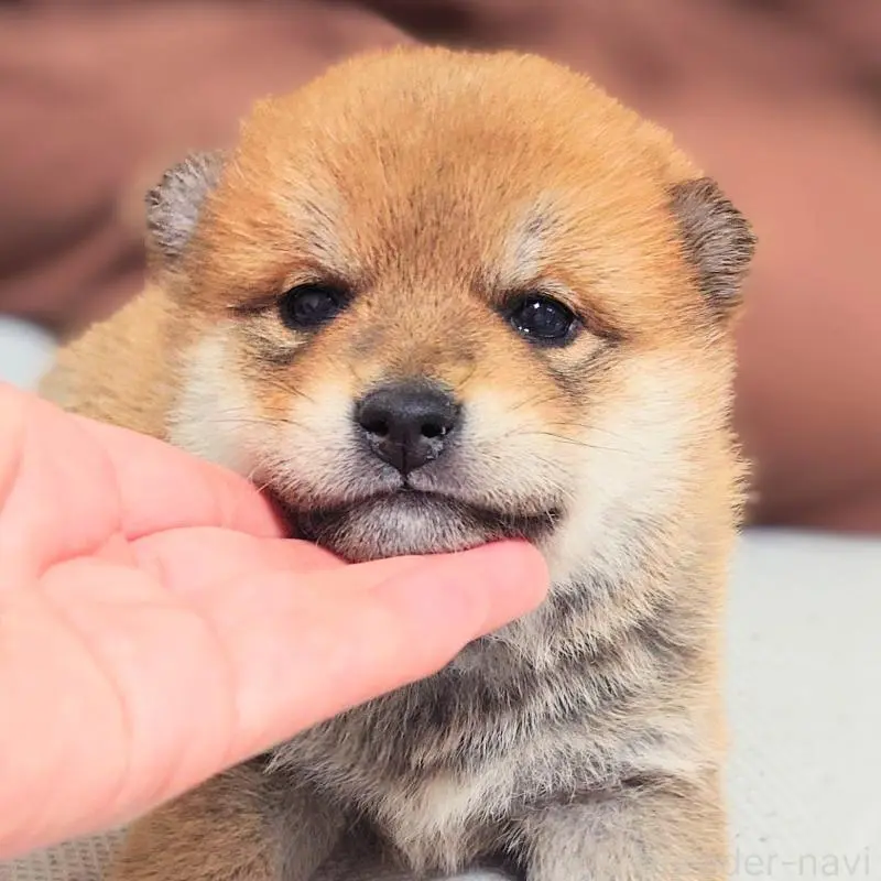 販売中の大阪府の柴犬-454740の14枚目