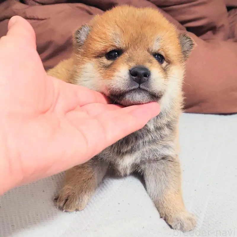 販売中の大阪府の柴犬-454740の13枚目