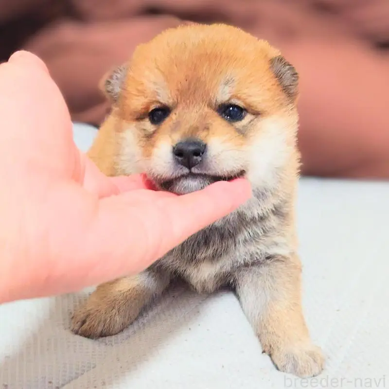 販売中の大阪府の柴犬-454740の12枚目