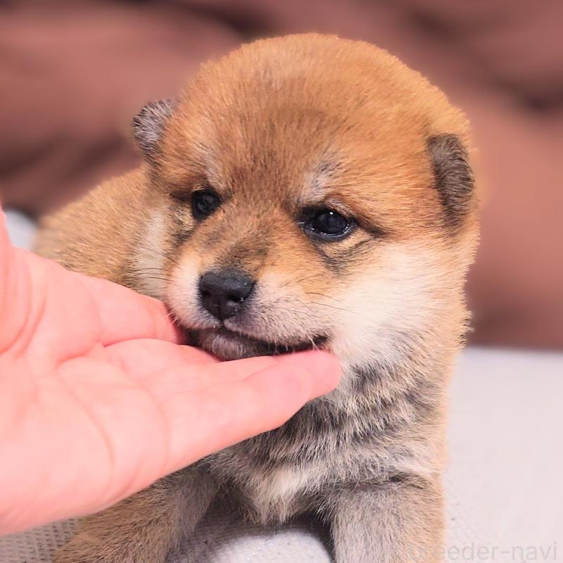 販売中の大阪府の柴犬-454740の11枚目