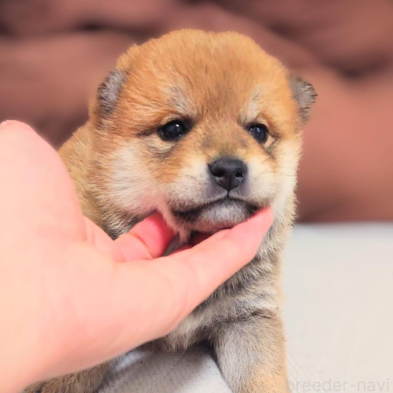 販売中の大阪府の柴犬-454740の9枚目