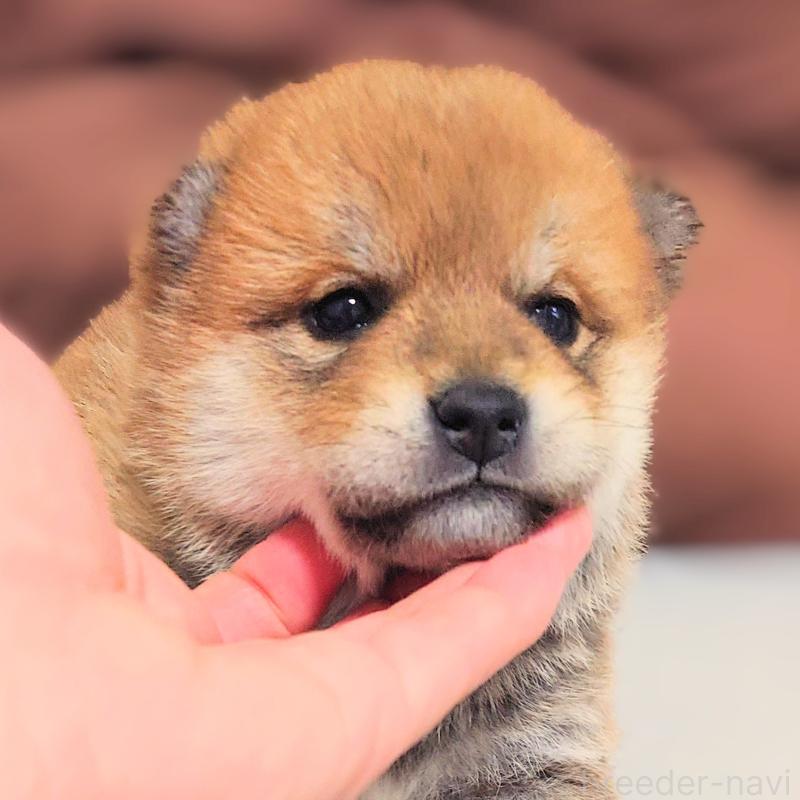 販売中の大阪府の柴犬-454740の8枚目