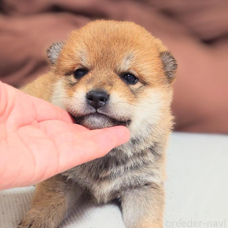 販売中の大阪府の柴犬-454740の7枚目