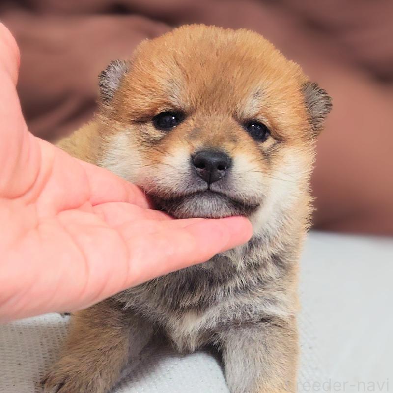 販売中の大阪府の柴犬-454740の6枚目