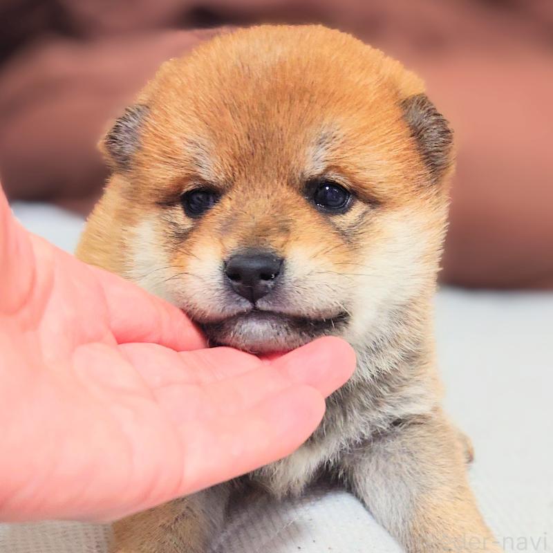 販売中の大阪府の柴犬-454740の5枚目