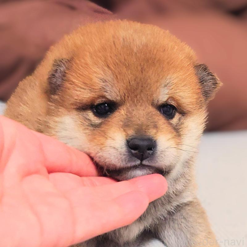 販売中の大阪府の柴犬-454740の4枚目