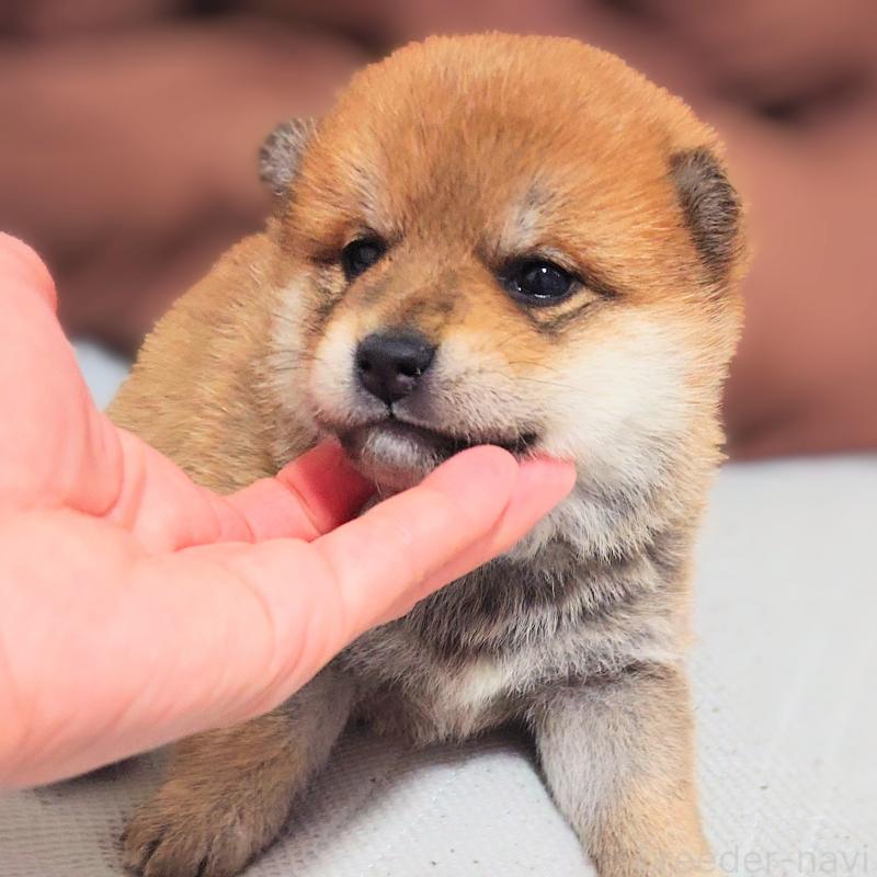 販売中の大阪府の柴犬-454740の3枚目