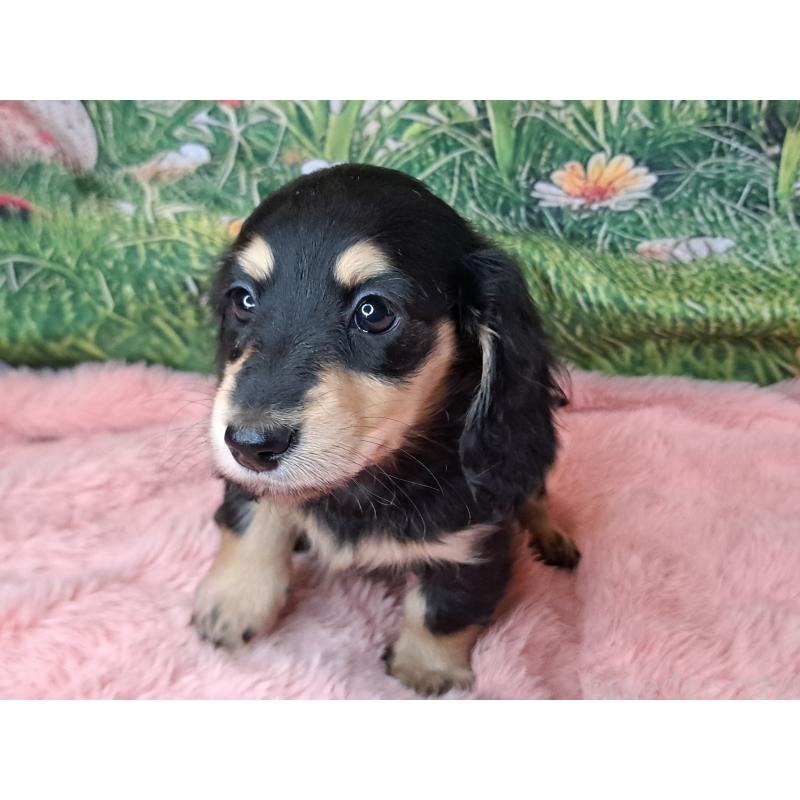 販売中の愛知県のミニチュアダックスフンド(ロングヘアード)-451638