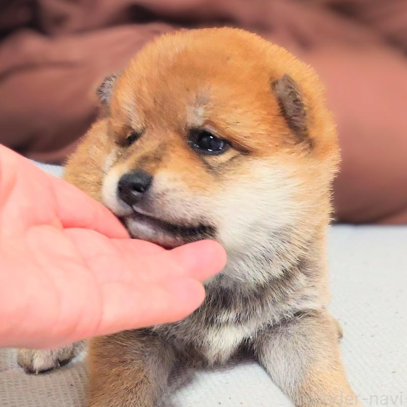 販売中の大阪府の柴犬-454740の2枚目