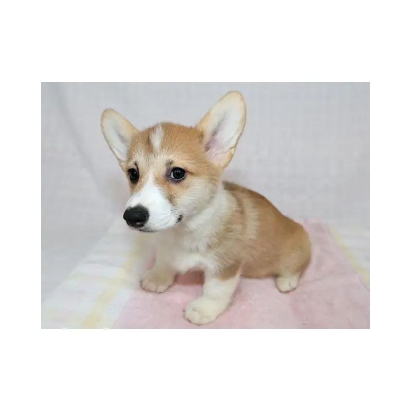 販売中の兵庫県のウェルシュコーギーペンブローク-454738の6枚目