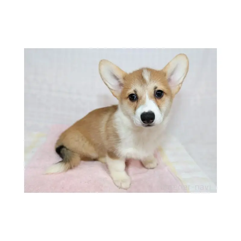 販売中の兵庫県のウェルシュコーギーペンブローク-454738の5枚目