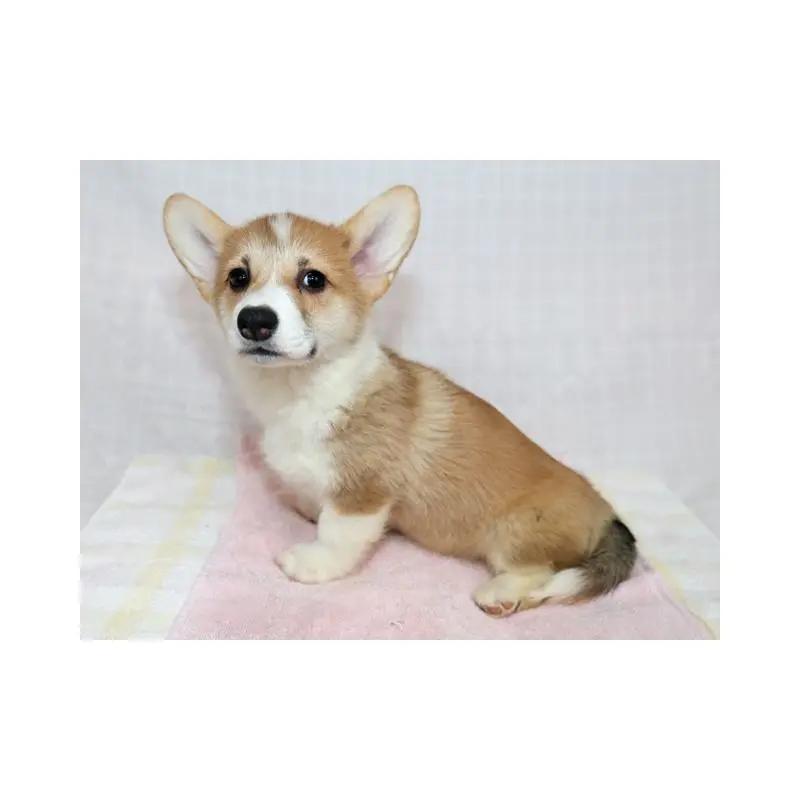 販売中の兵庫県のウェルシュコーギーペンブローク-454738の4枚目