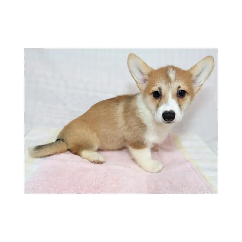 販売中の兵庫県のウェルシュコーギーペンブローク-454738の2枚目