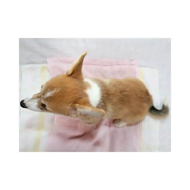 販売中の兵庫県のウェルシュコーギーペンブローク-454738の3枚目