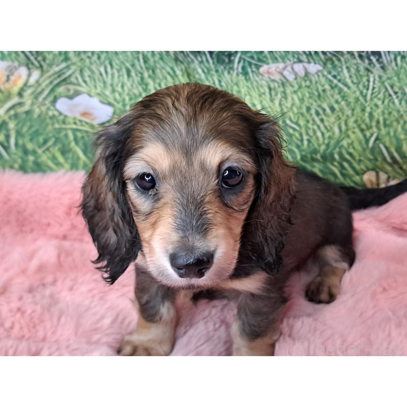 販売中の愛知県のミニチュアダックスフンド(ロングヘアード)-451636