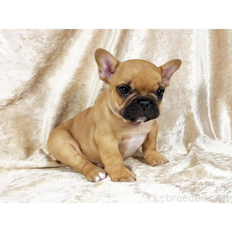 販売中の宮城県のフレンチブルドッグ-454739の3枚目