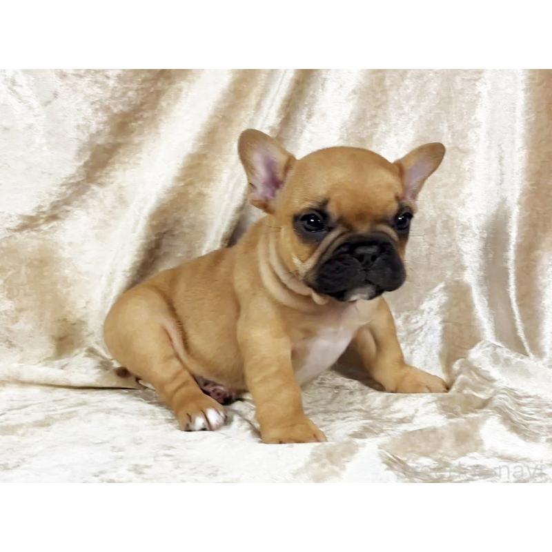 販売中の宮城県のフレンチブルドッグ-454739の2枚目