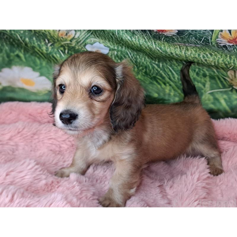 販売中の愛知県のミニチュアダックスフンド(ロングヘアード)-451639