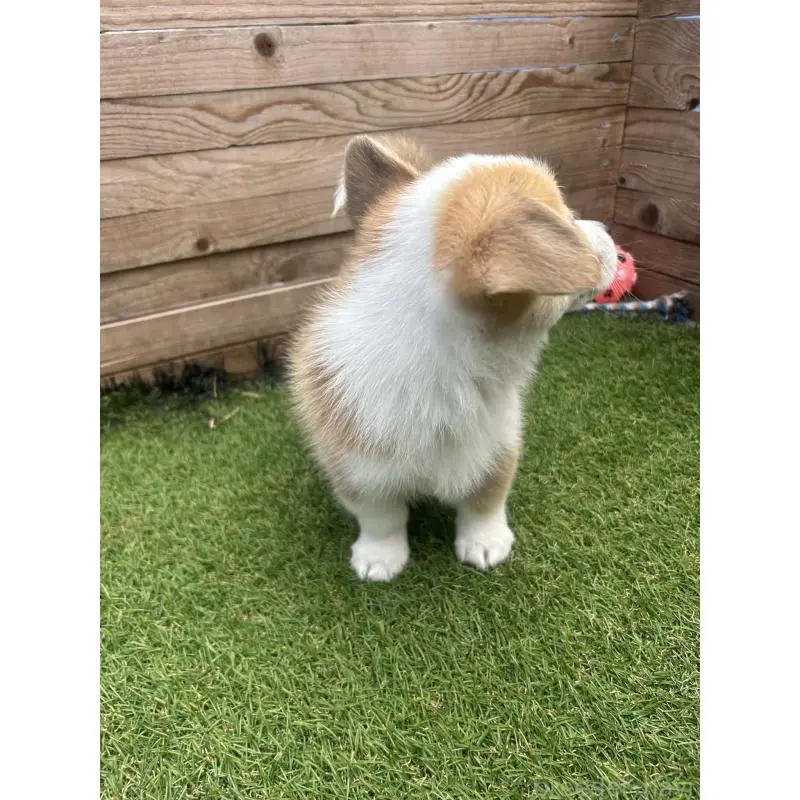 販売中の静岡県のウェルシュコーギーペンブローク-454752の13枚目