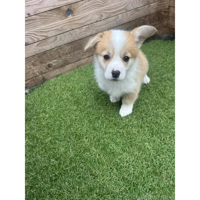 販売中の静岡県のウェルシュコーギーペンブローク-454752の11枚目