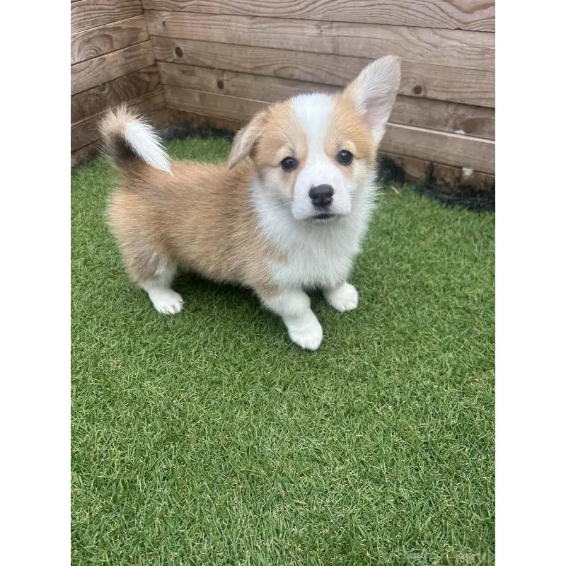 販売中の静岡県のウェルシュコーギーペンブローク-454752の10枚目