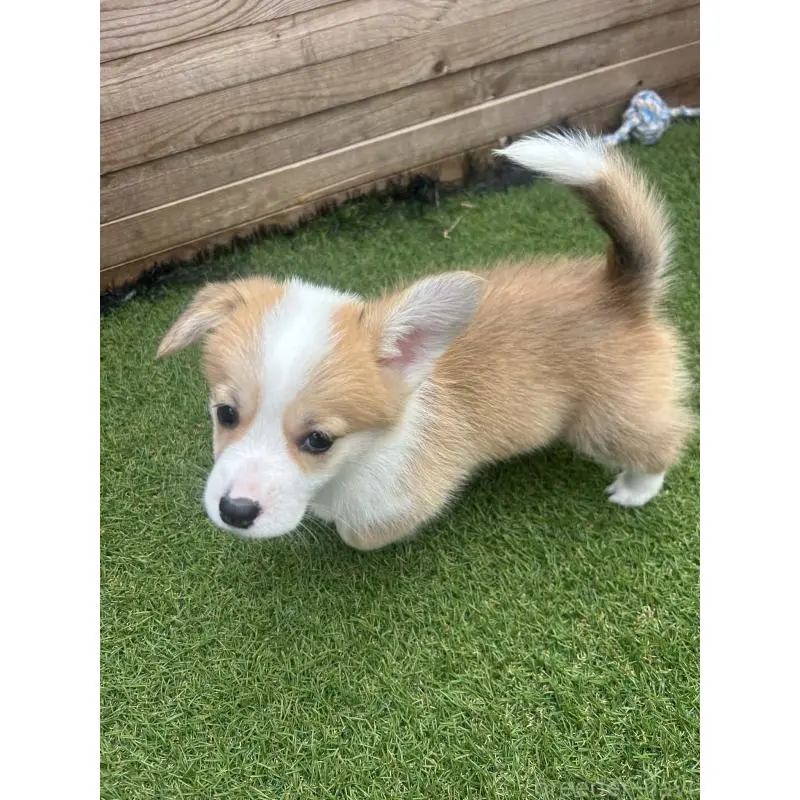 販売中の静岡県のウェルシュコーギーペンブローク-454752の9枚目