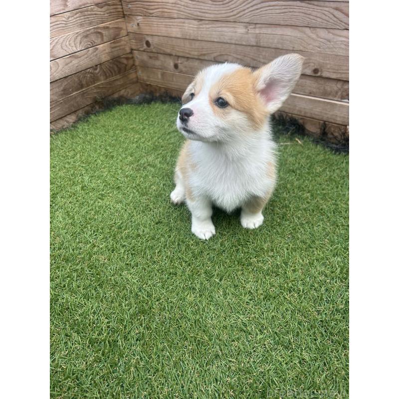 販売中の静岡県のウェルシュコーギーペンブローク-454752の8枚目