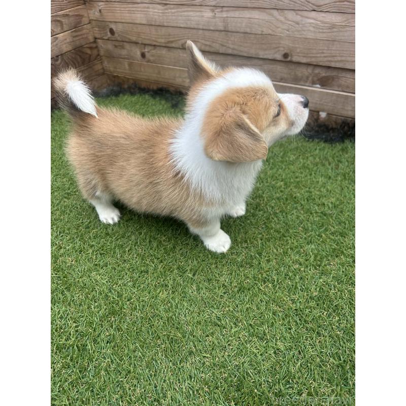 販売中の静岡県のウェルシュコーギーペンブローク-454752の7枚目