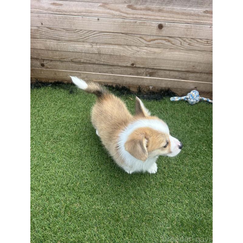 販売中の静岡県のウェルシュコーギーペンブローク-454752の6枚目