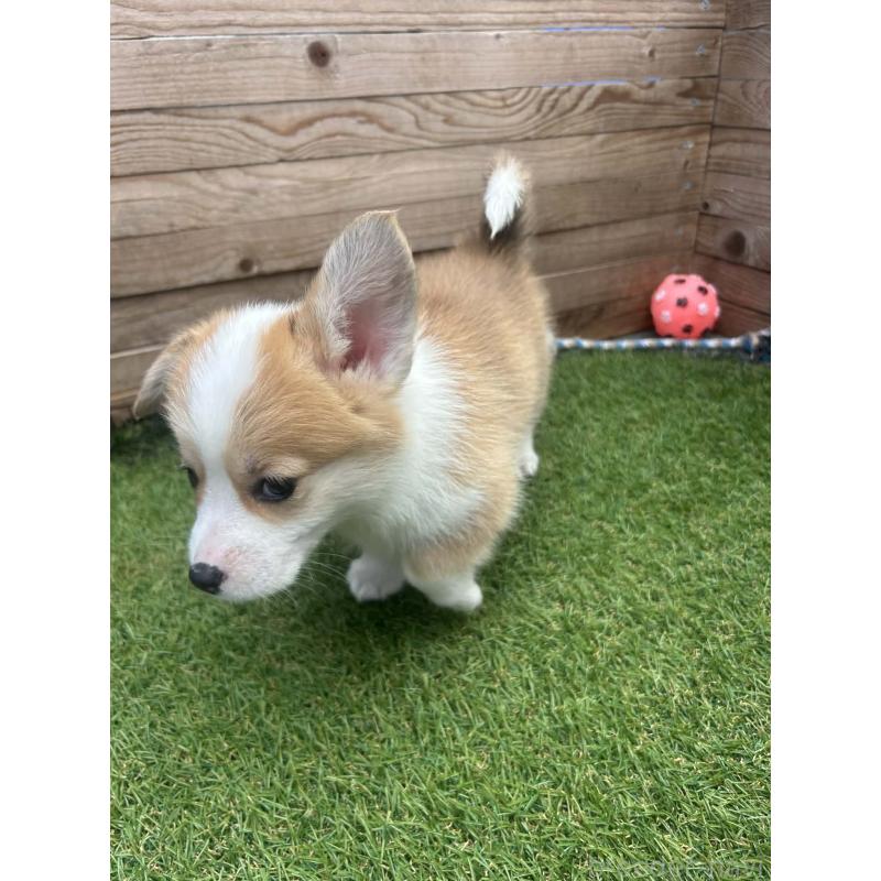 販売中の静岡県のウェルシュコーギーペンブローク-454752の5枚目