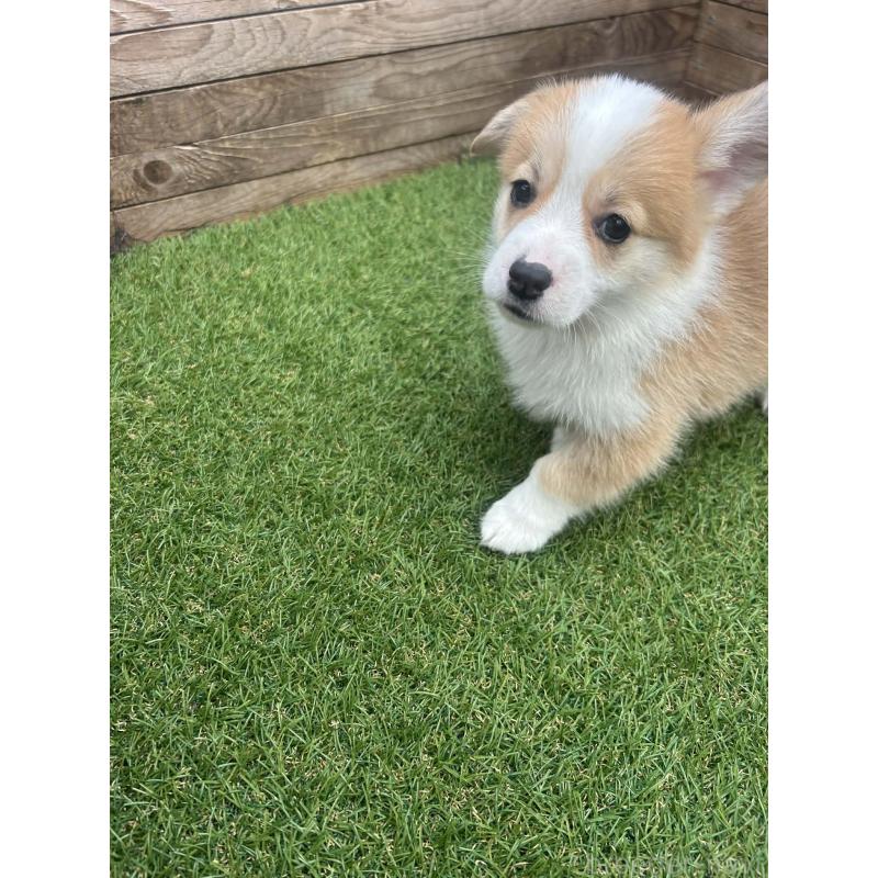 販売中の静岡県のウェルシュコーギーペンブローク-454752の3枚目