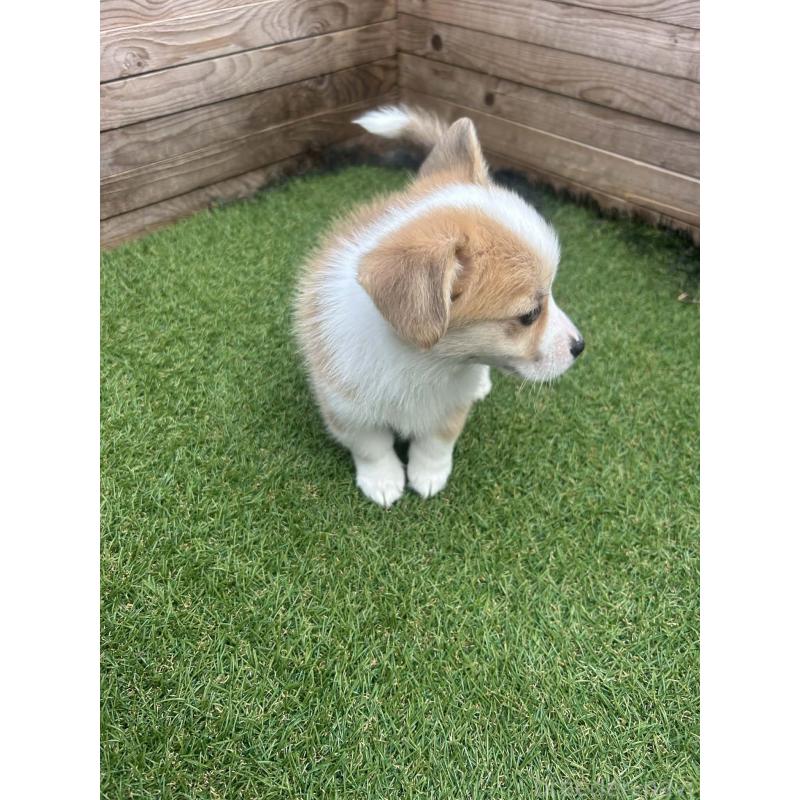 販売中の静岡県のウェルシュコーギーペンブローク-454752の2枚目