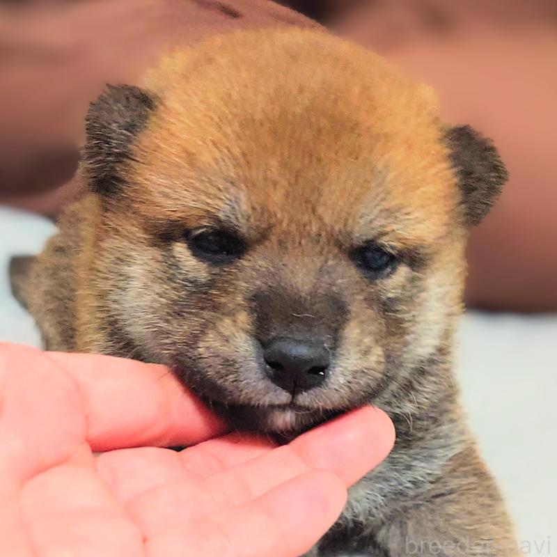 販売中の大阪府の柴犬-454741の10枚目