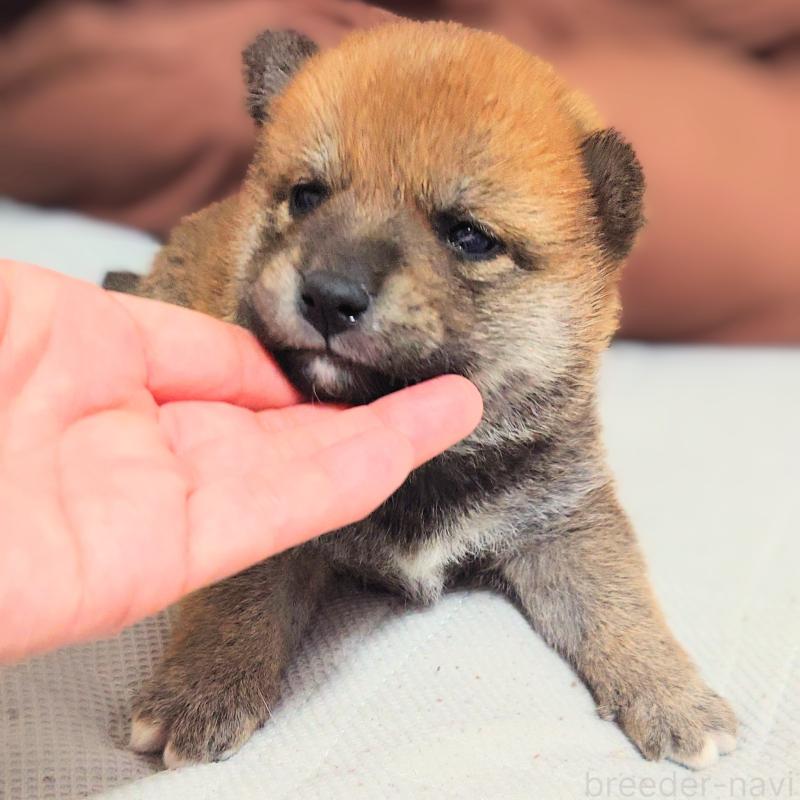 販売中の大阪府の柴犬-454741の9枚目