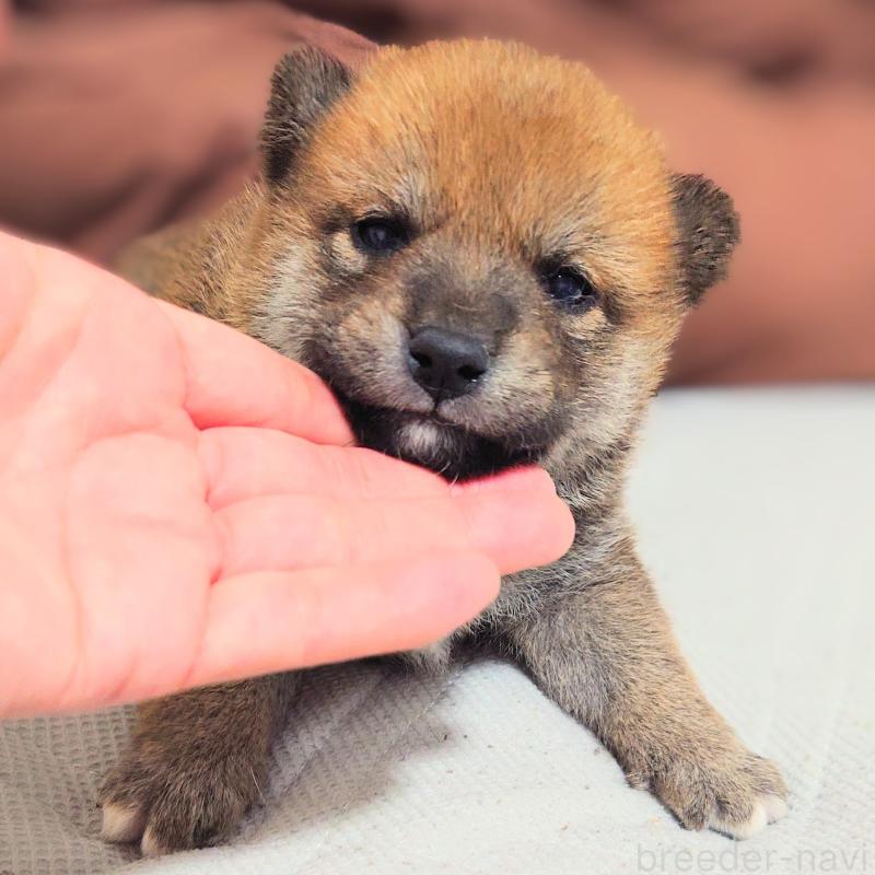 販売中の大阪府の柴犬-454741の8枚目