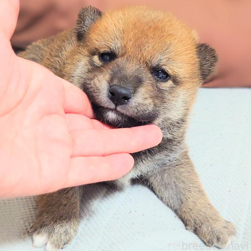 販売中の大阪府の柴犬-454741の7枚目