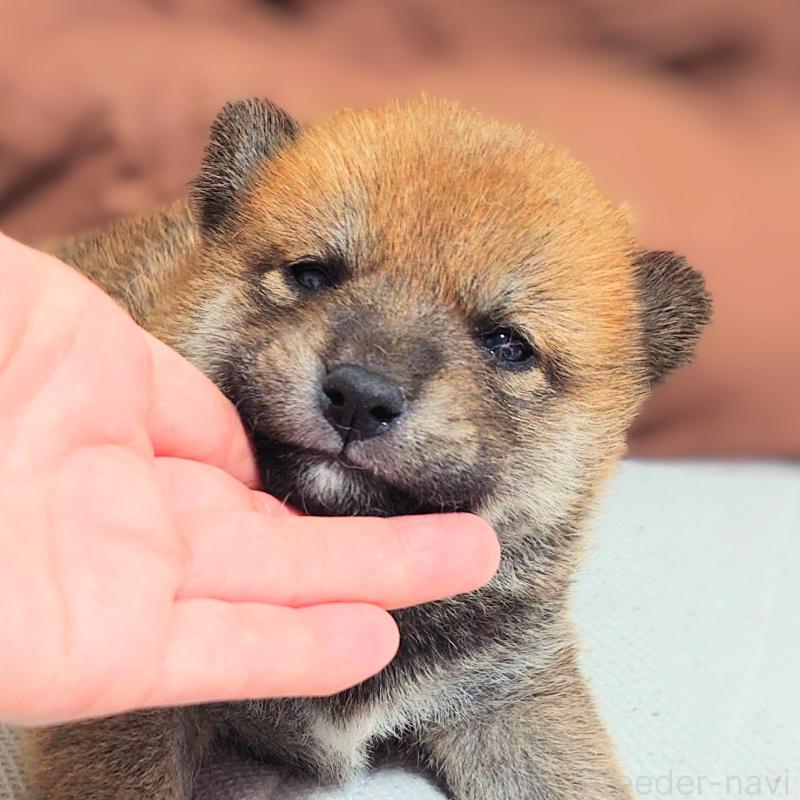 販売中の大阪府の柴犬-454741の6枚目