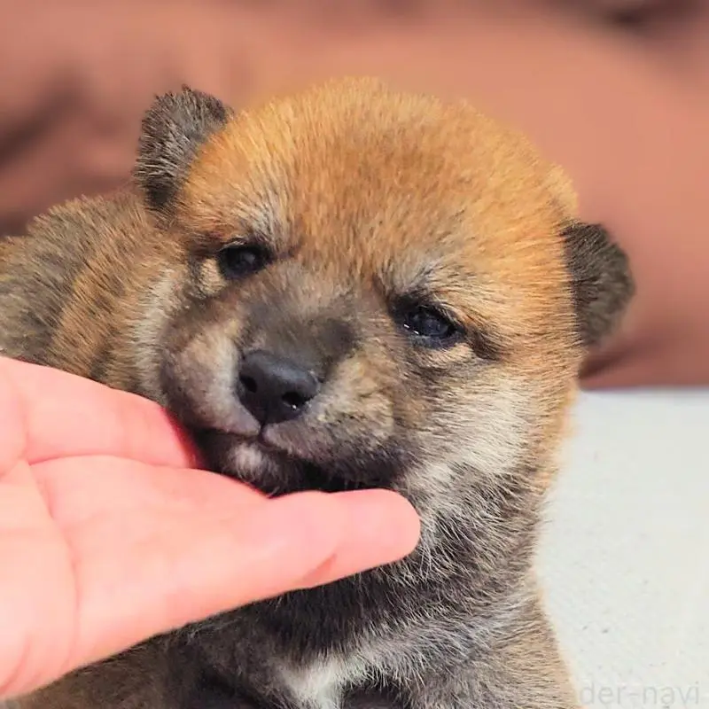 販売中の大阪府の柴犬-454741の5枚目