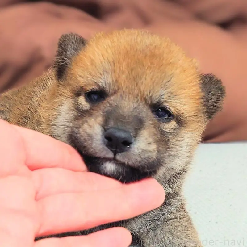 販売中の大阪府の柴犬-454741の4枚目