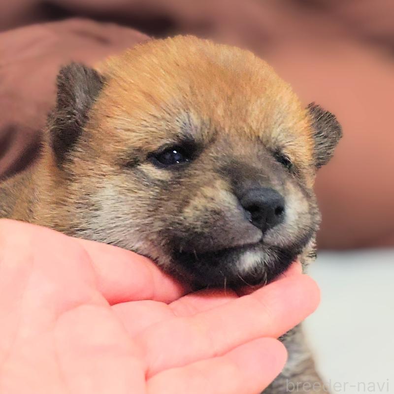 販売中の大阪府の柴犬-454741の3枚目