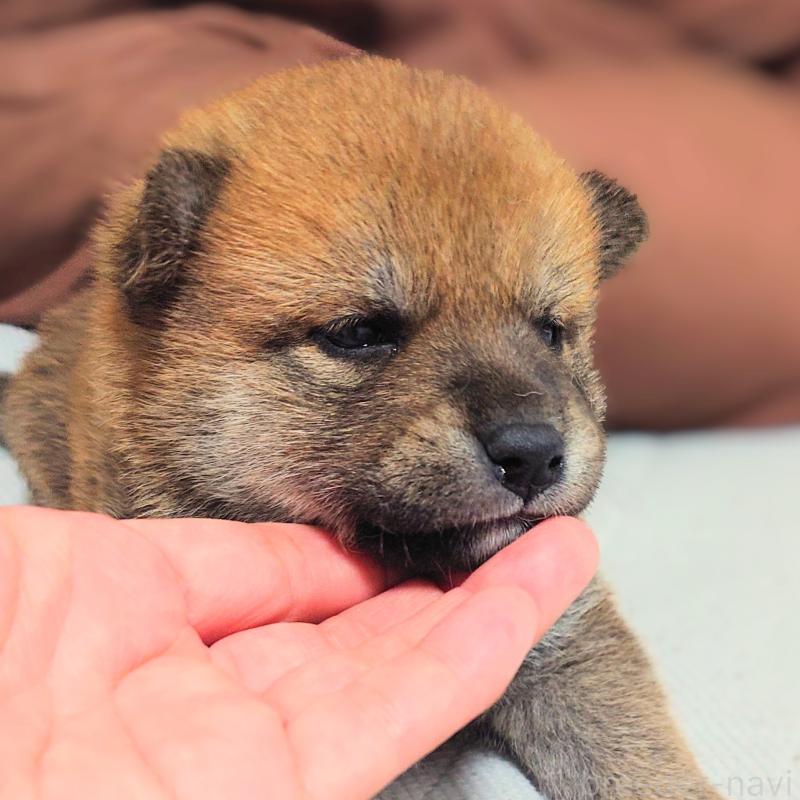 販売中の大阪府の柴犬-454741の2枚目